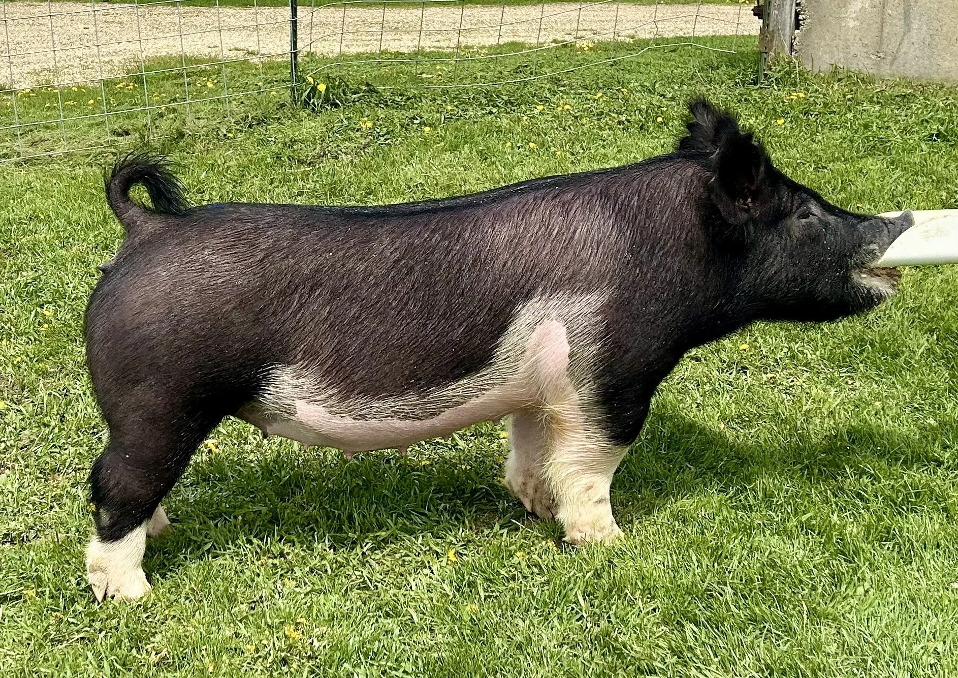X 24-6, Due: 7/19/26, Bred to: NLU 6-2, Pedigree: Alibi x Tricked Out, Parity: 0 | $2,500	
