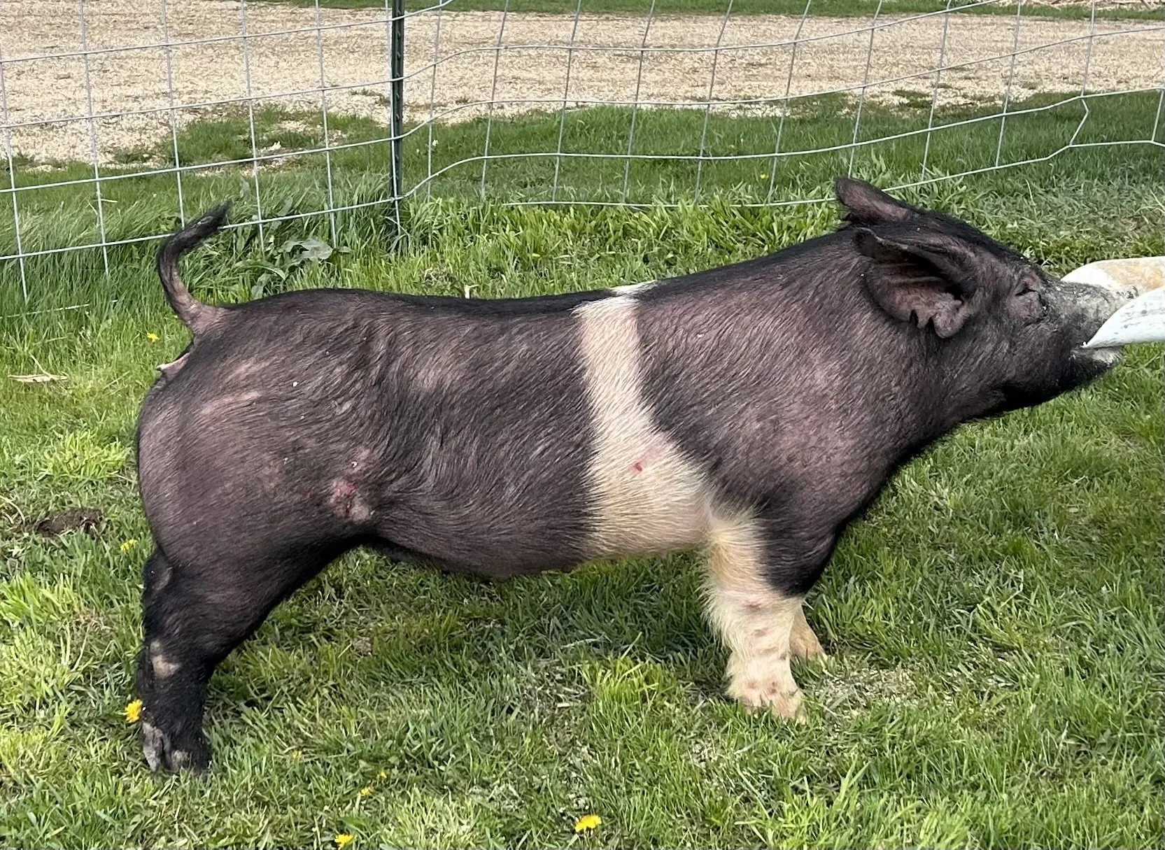 X 23-6, Due: 7/18/26, Bred to: Alibi 1-2, Pedigree: My Intention 24-6 x Pay per View, Parity: 0 | $2,000