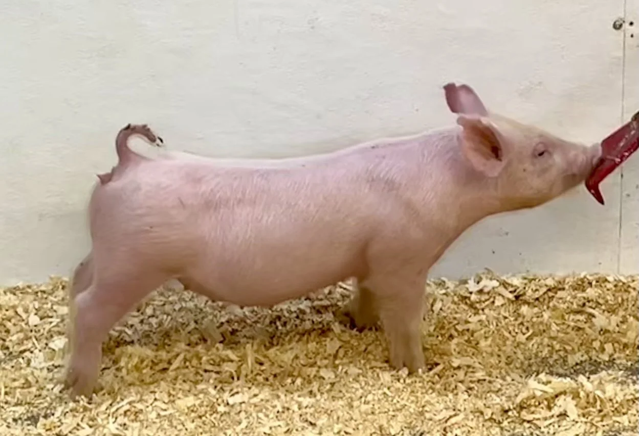 Y30-10 Gilt | Born: 6/4/26, Pedigree: Jackhammer x Hit Em Up x 7-2 | $600