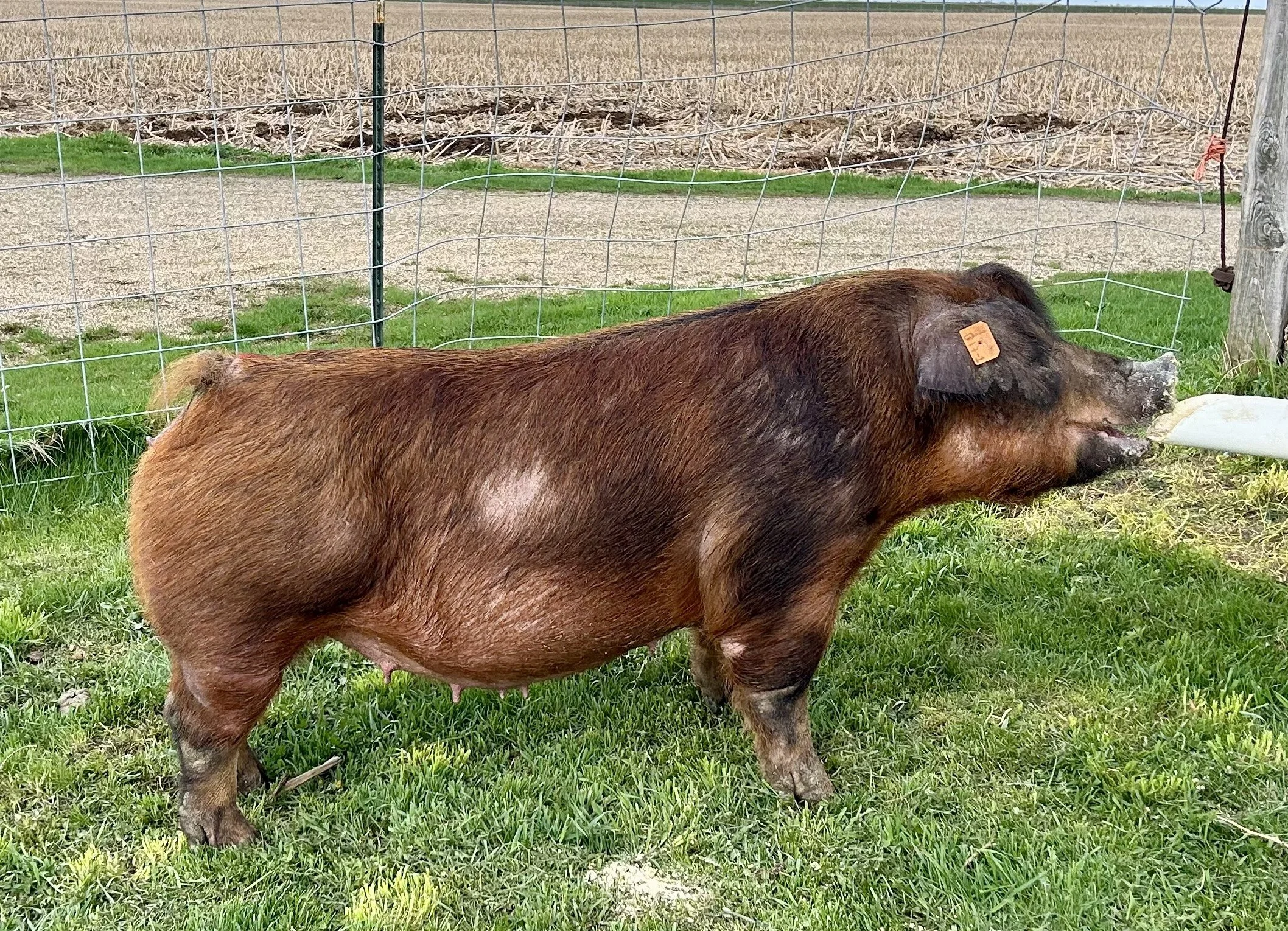 Durocs