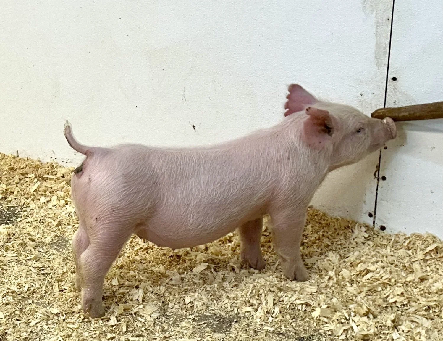 Y30-8 Gilt | Born: 6/4/26, Pedigree: Jackhammer x Hit Em Up x 7-2 | $600