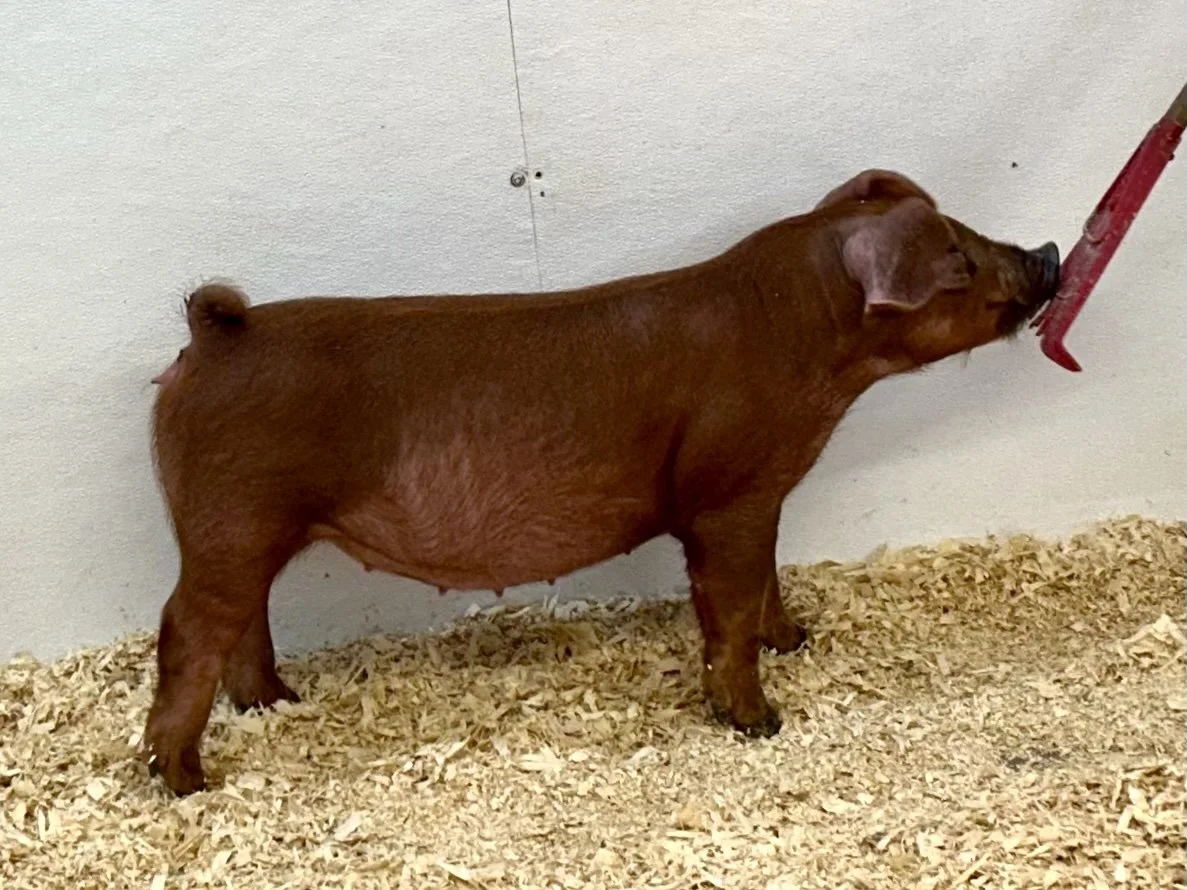 Durocs