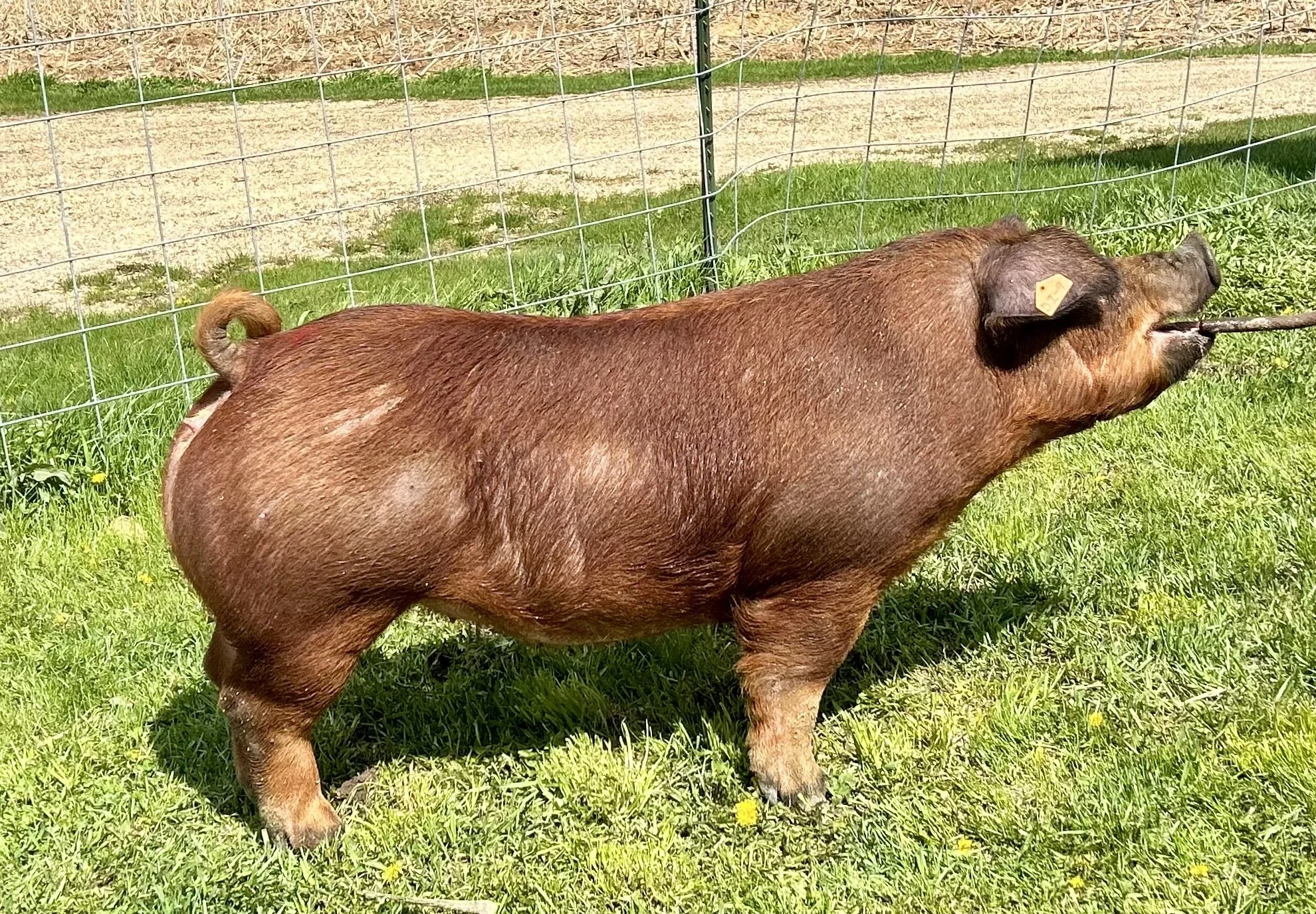 D 2-9, Due 7/1/26, Bred to: Got it All, Pedigree: I'm Here x Puno	| $2,500	