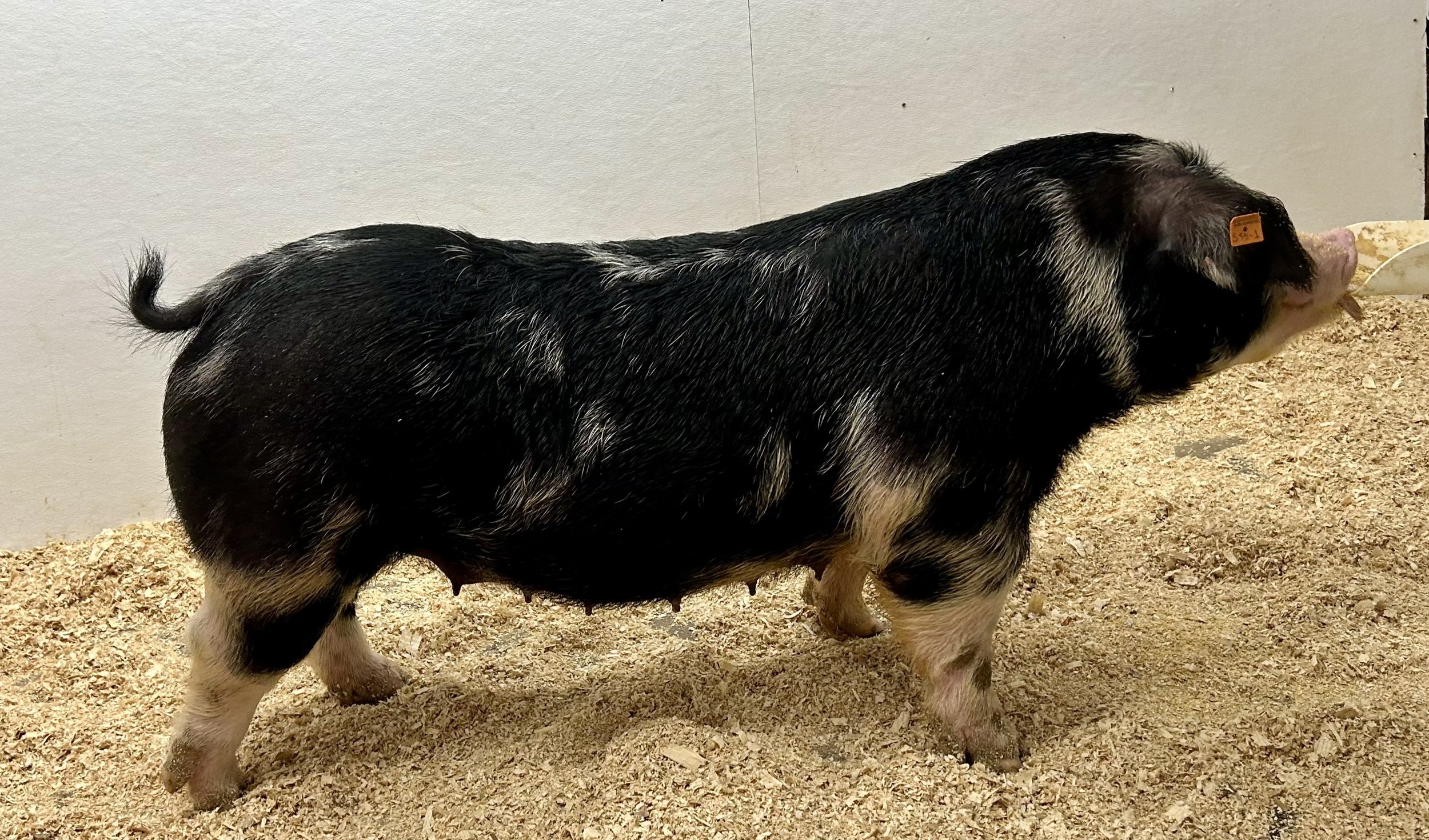 S55-1 - Big Daddy x Spotless. 1st parity sow. Due 1/4/26 to Just a Dream. | $2000