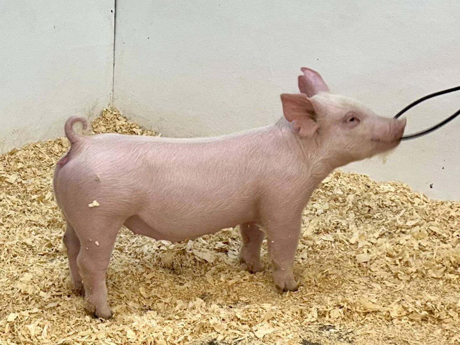 Y29-4 Gilt | Born 6/4/26, Pedigree: Jackhammer x Told You So x Golden Ticket | $600
