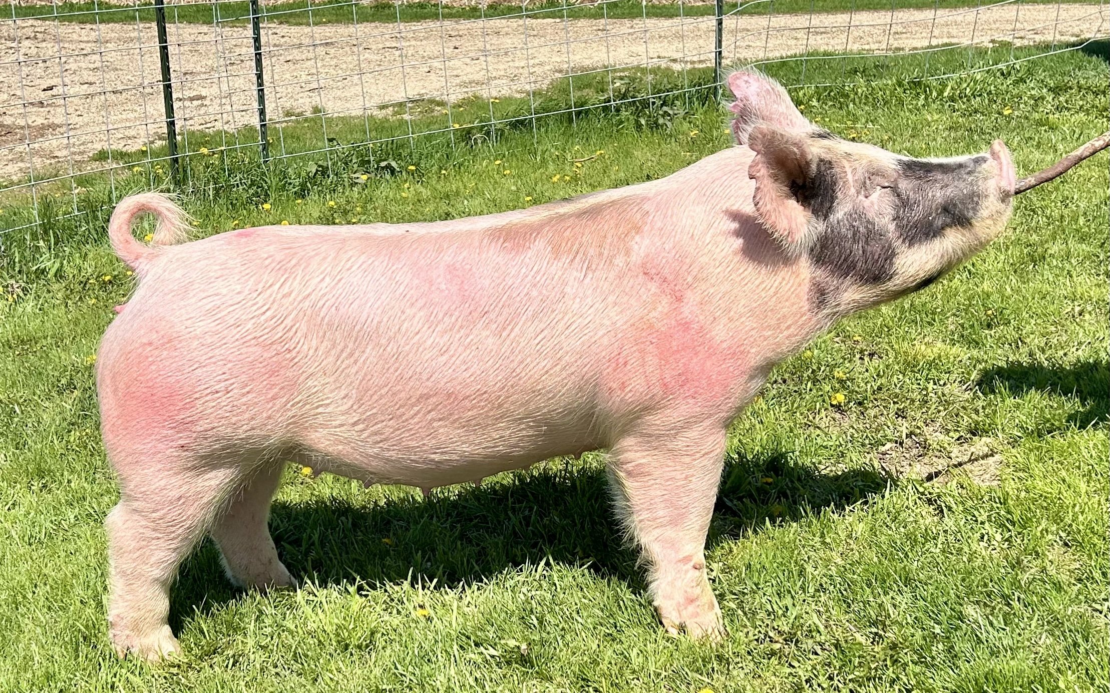 X 7-6, Due: 6/30/26, Bred to: Casanova, Pedigree: This is the Way x Cowboy Poker, Parity: 0 | $2,500