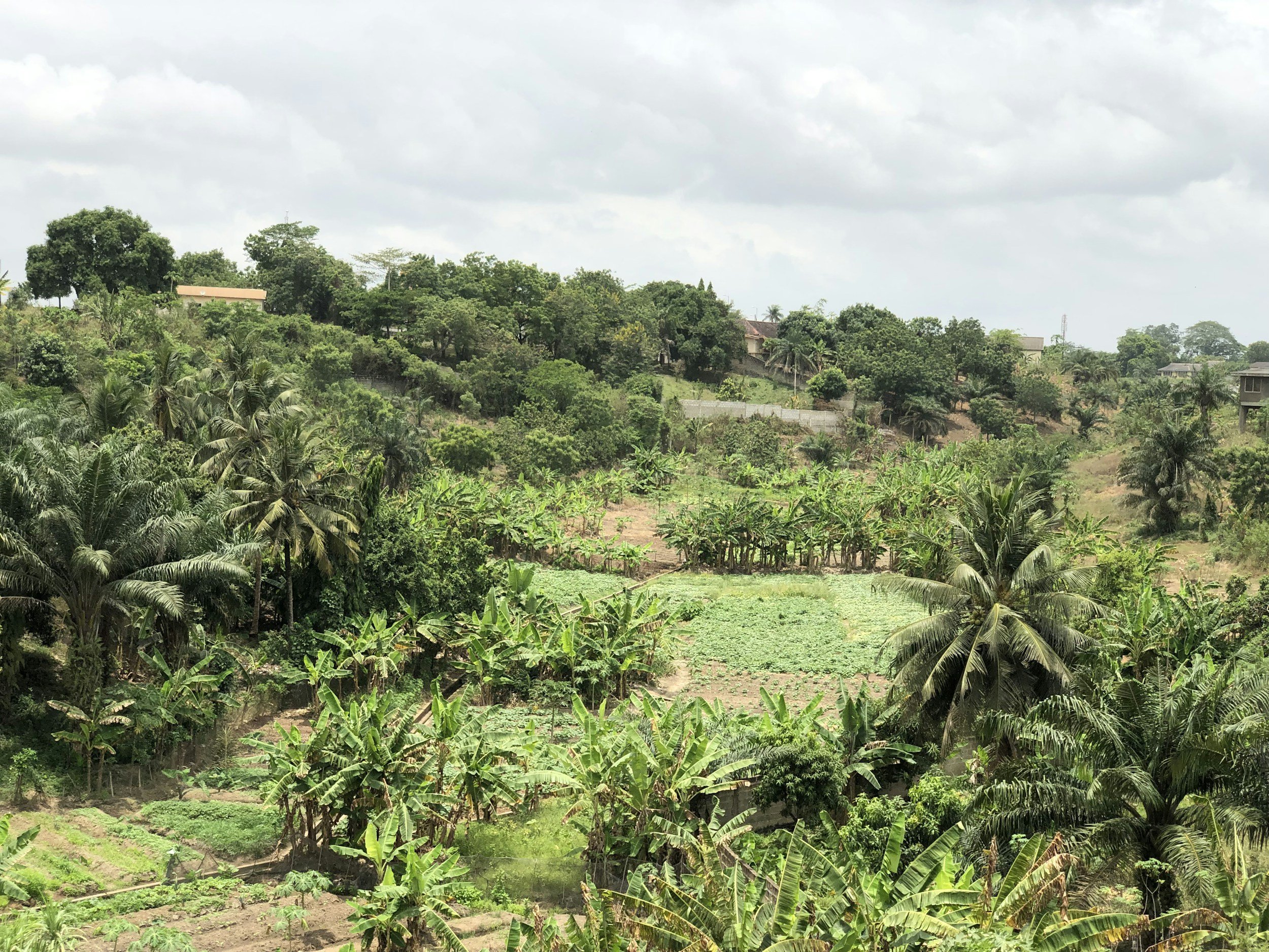 Lush green tropical landscape with banana trees and palm trees on a hillside under cloudy sky.