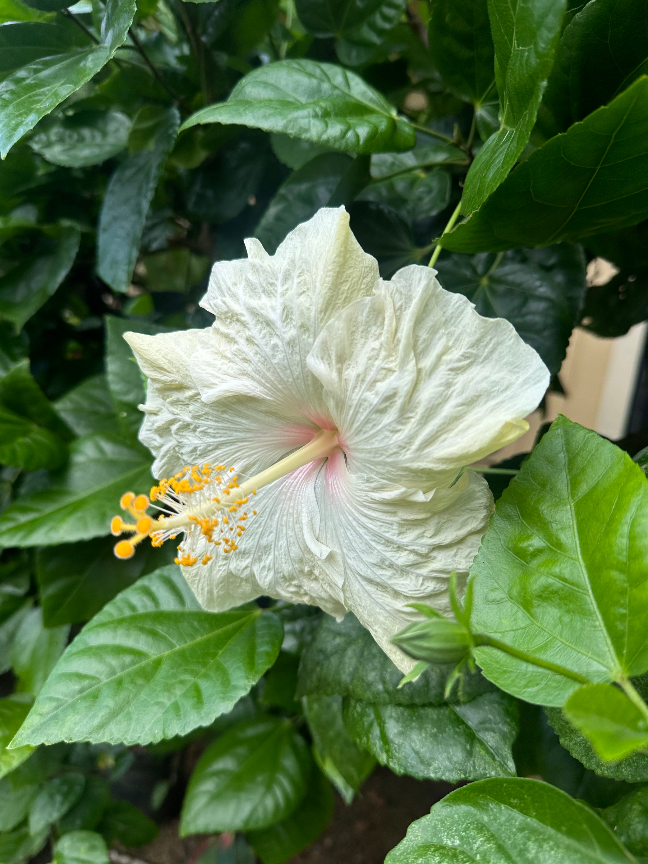 white hibiscus.webp