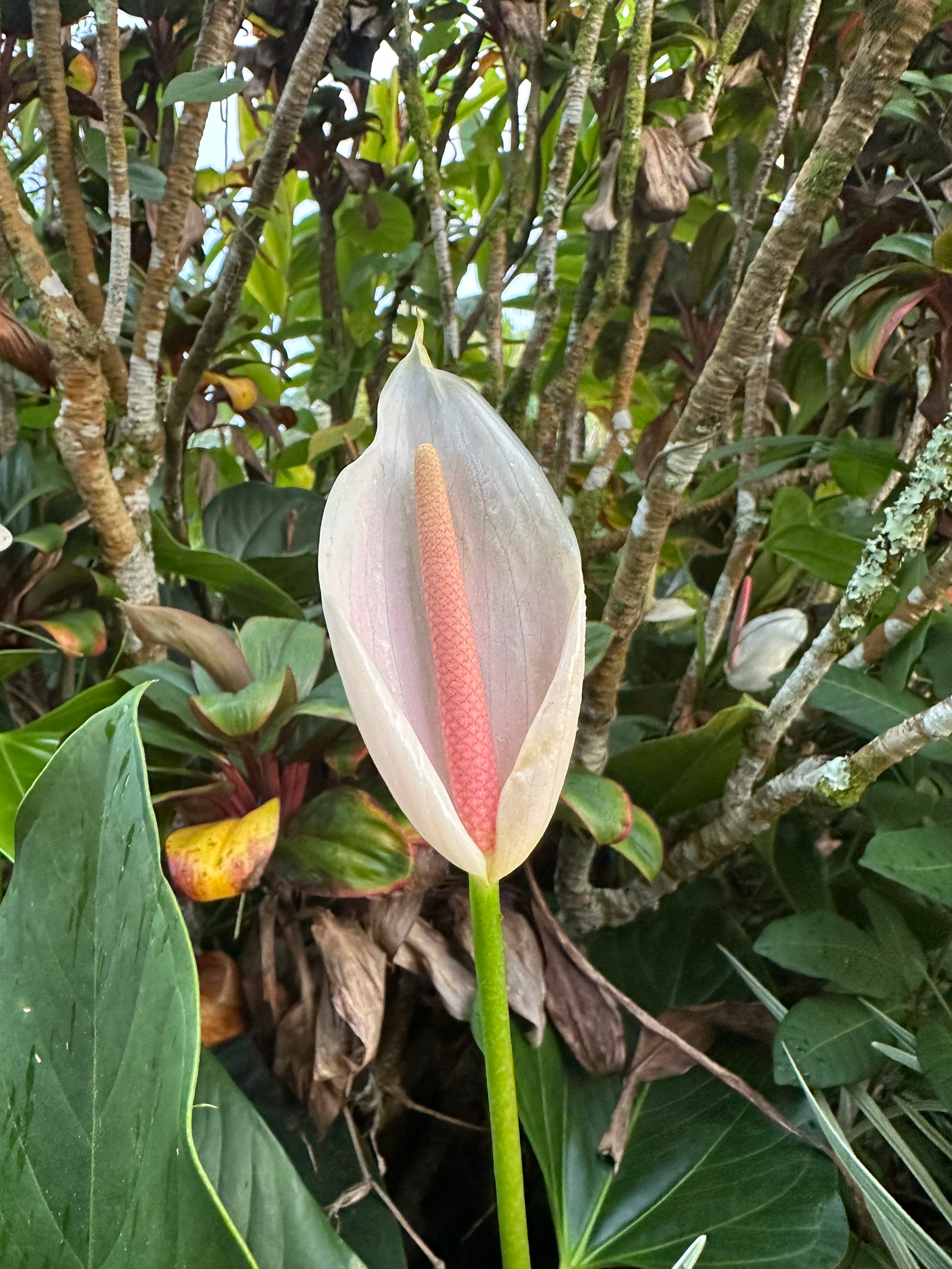 anthurium inspiration.webp