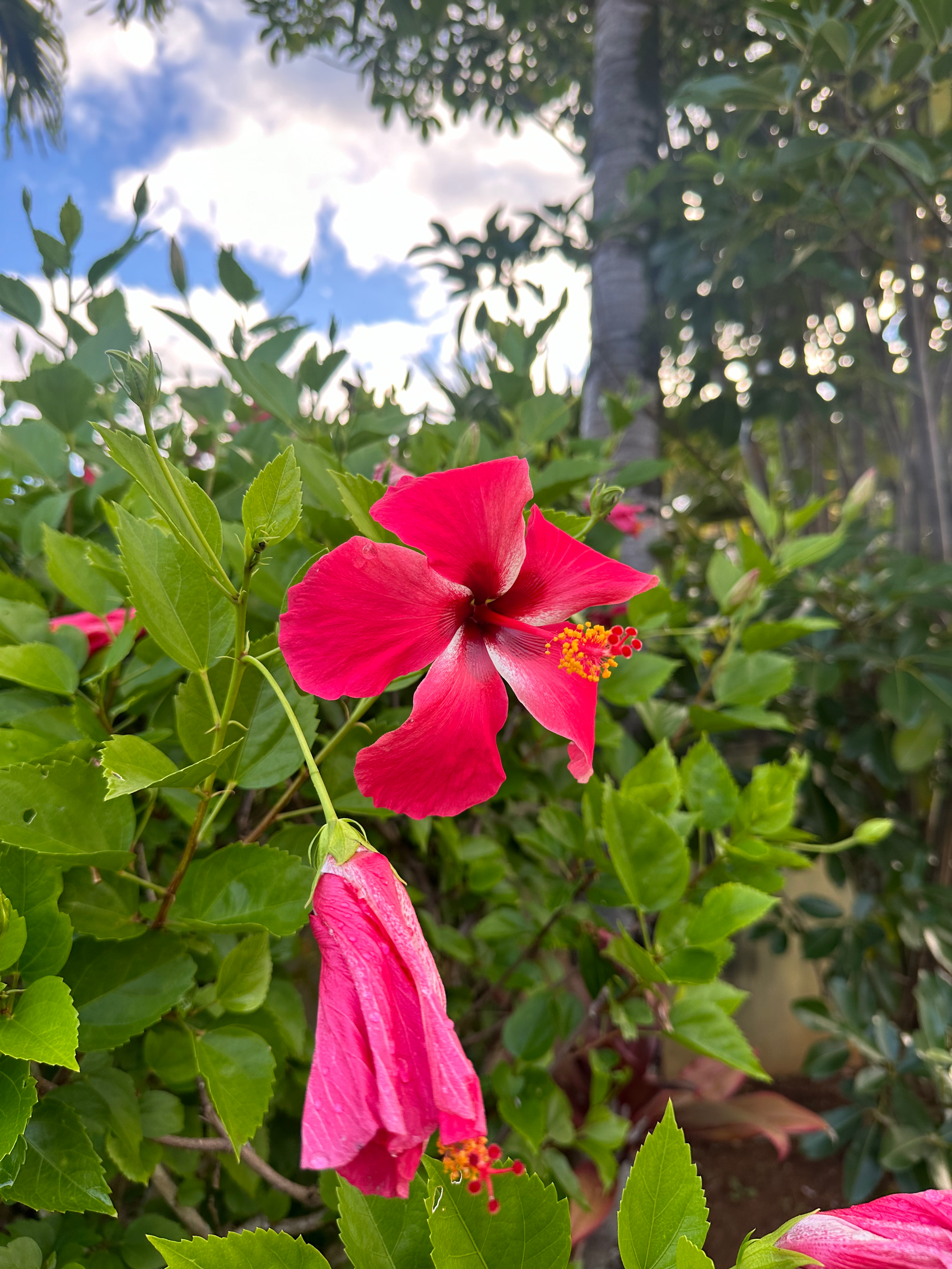 red hibiscus flower inspiration.webp