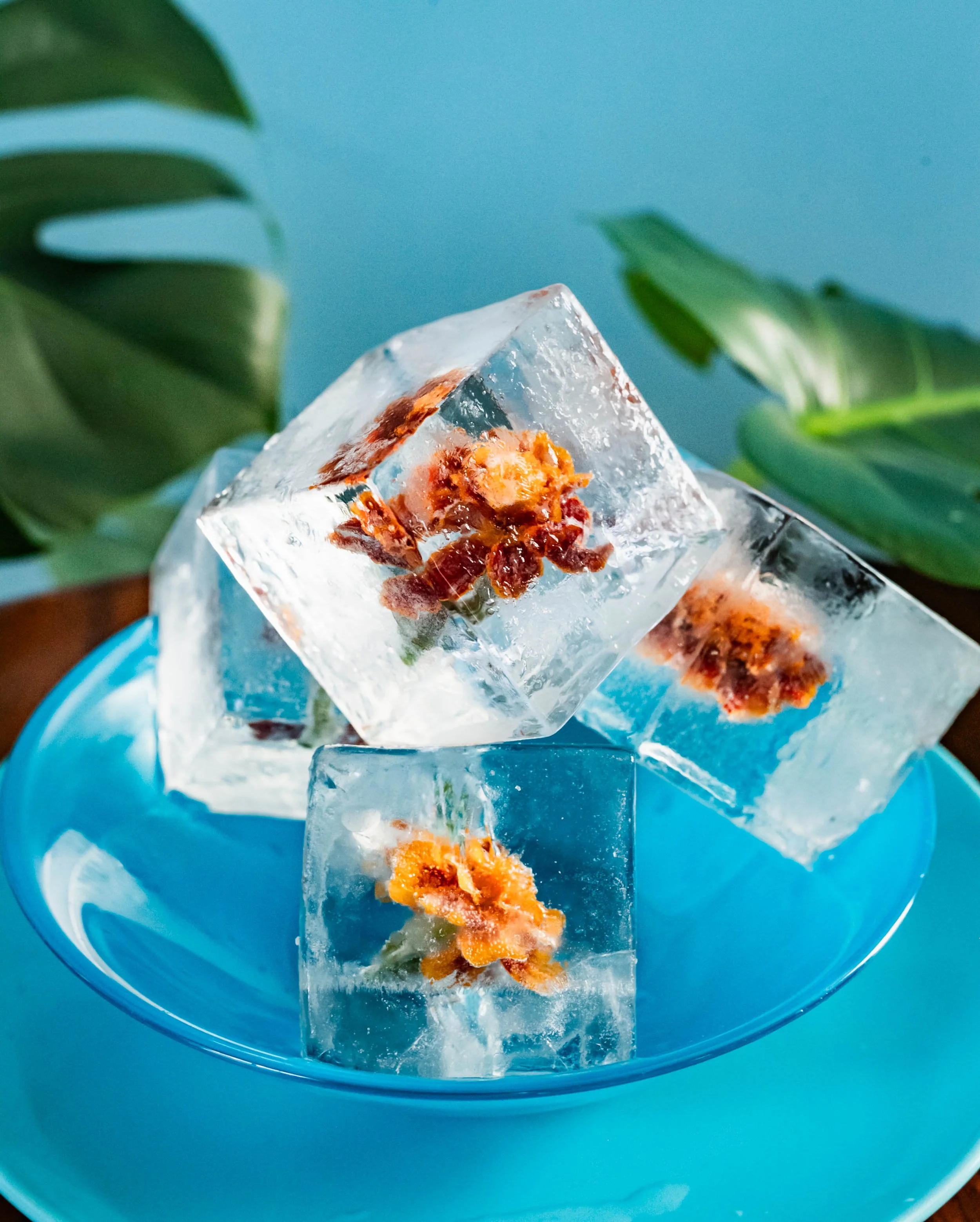 marigolds frozen in custom cocktail clear ice cubes on a blue plate with a monstera plant in the background