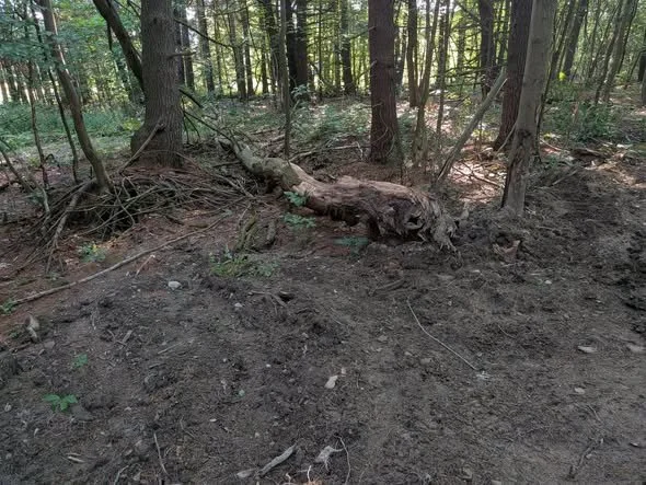 Downed Tree Removal- Springwater, NY