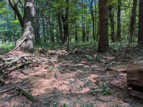 Downed Tree Removal- Springwater, NY