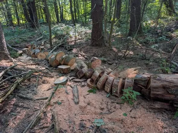 Downed Tree Removal- Springwater, NY