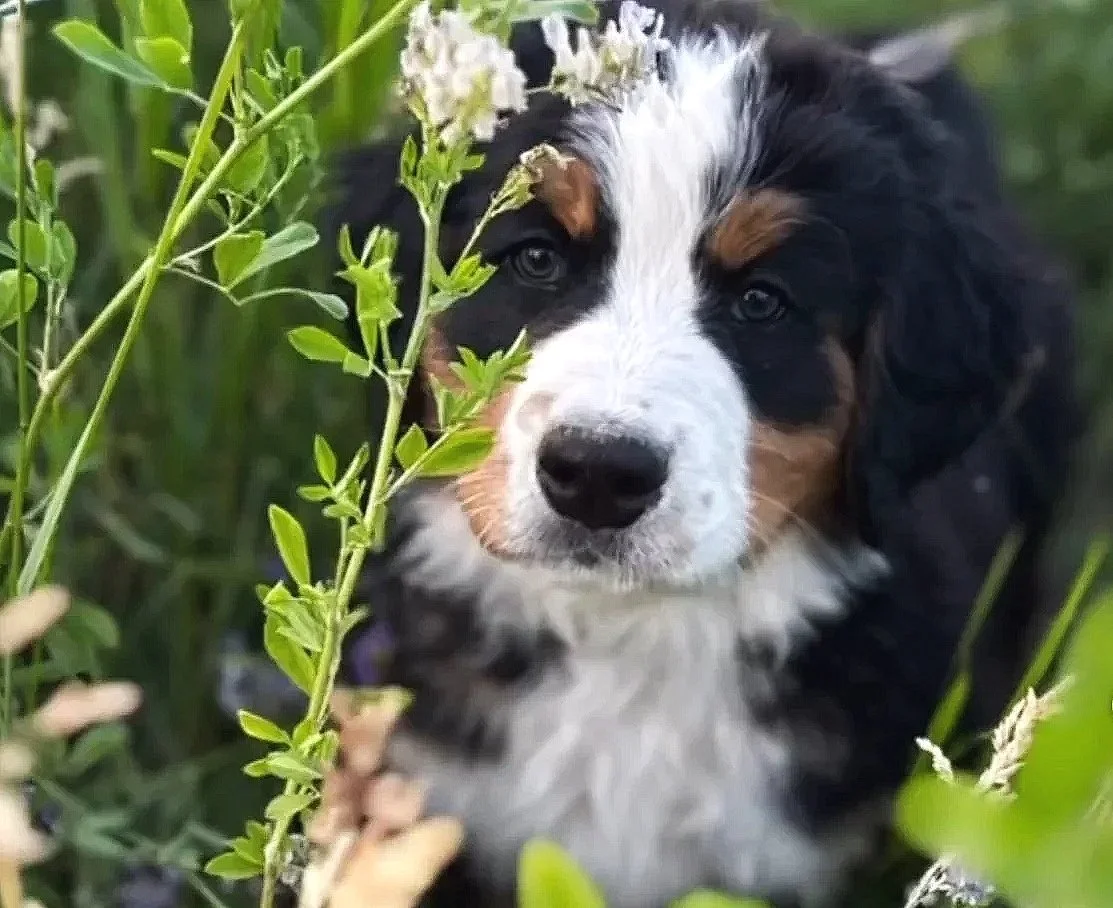 A puppy with black, white, and brown fur lying among green plants and flowers.