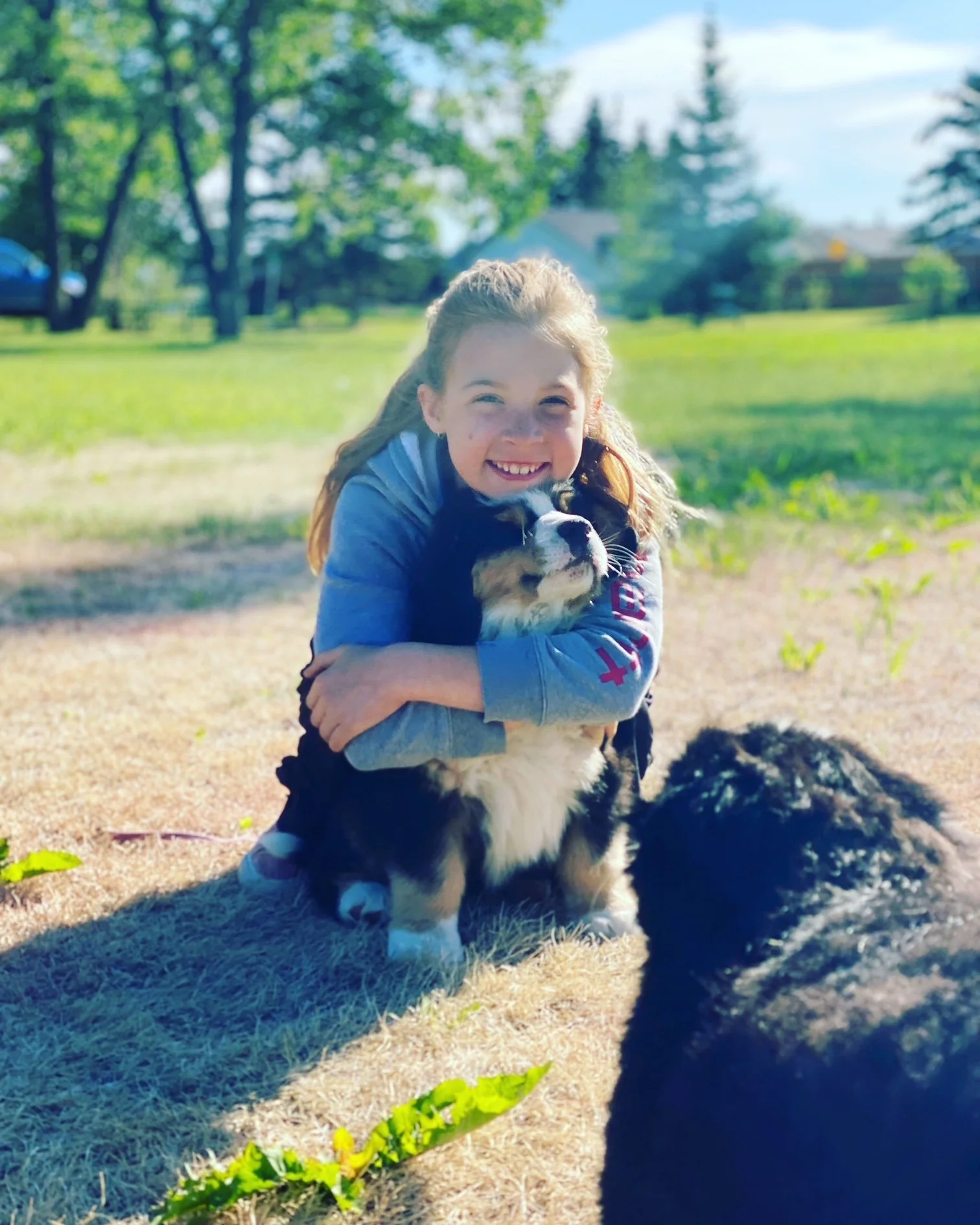 A young girl hugging a Bernese Mountain Dog puppy outdoors on a sunny day, with another dog in the foreground and trees in the background.
