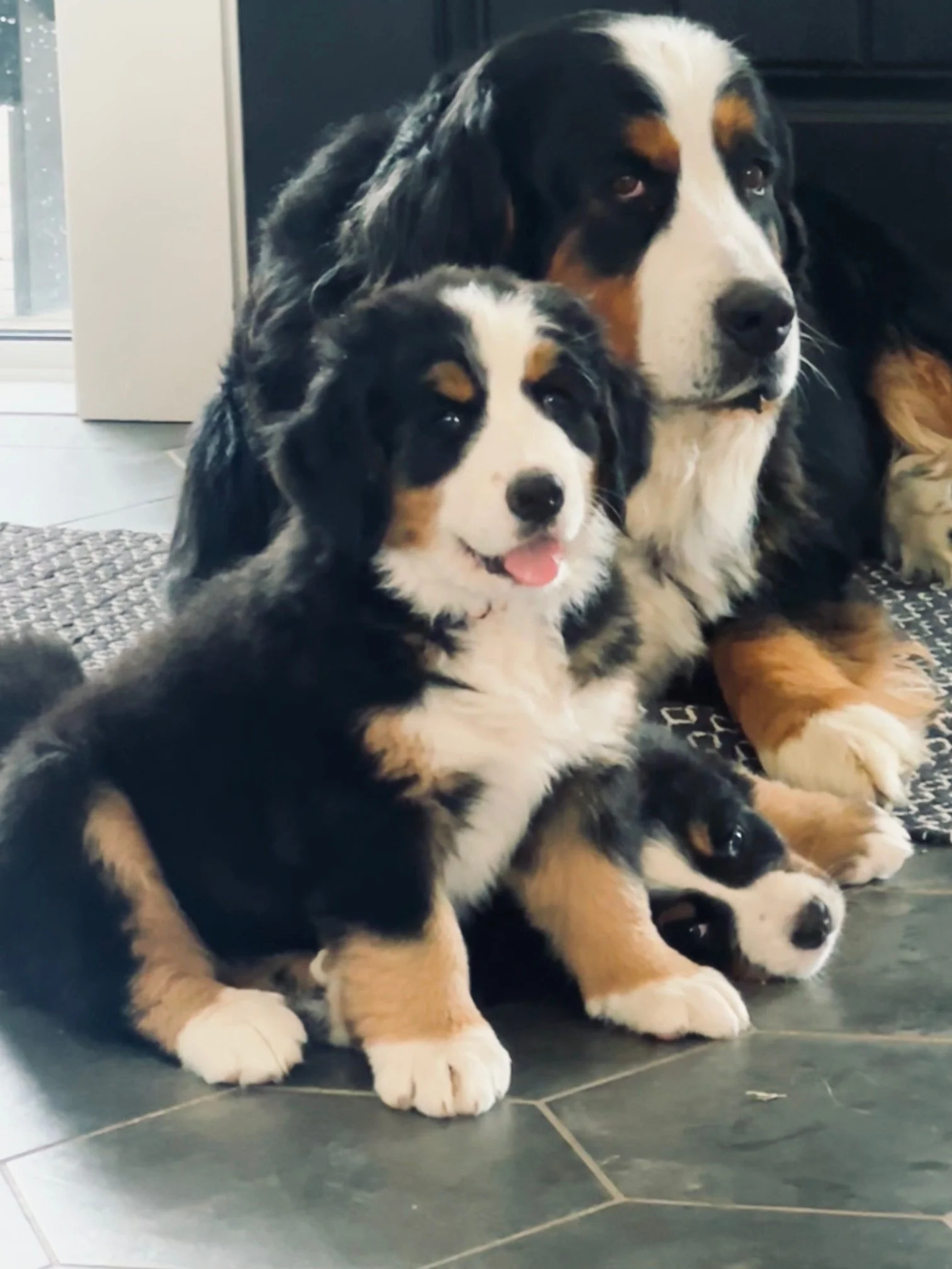 Two Bernese Mountain Dogs, one adult and one puppy, sitting on a tiled floor indoors.