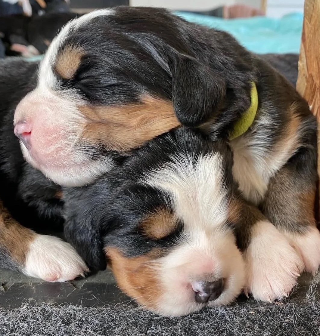 Two adorable puppies sleeping cuddled together.