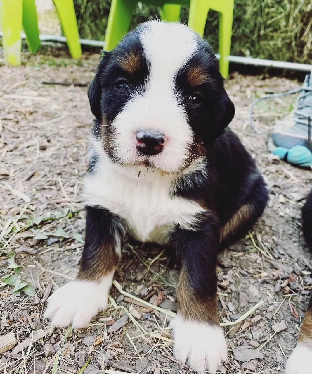 A adorable Bernese Mountain Dog puppy sitting outside on dirt ground, with green chairs and shoes in the background.