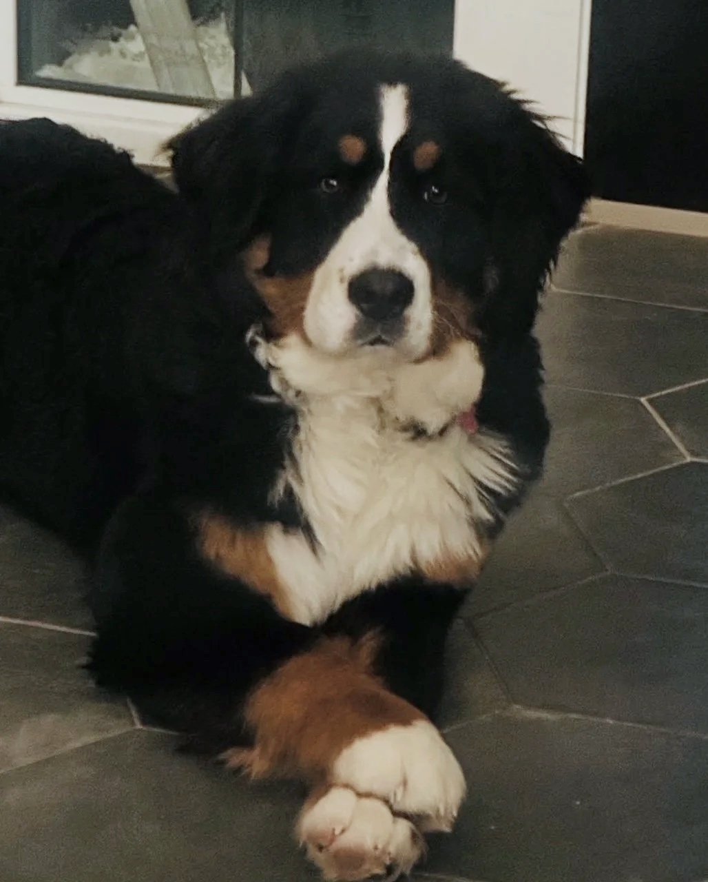A large Bernese mountain dog lying on a tiled floor, looking directly at the camera.