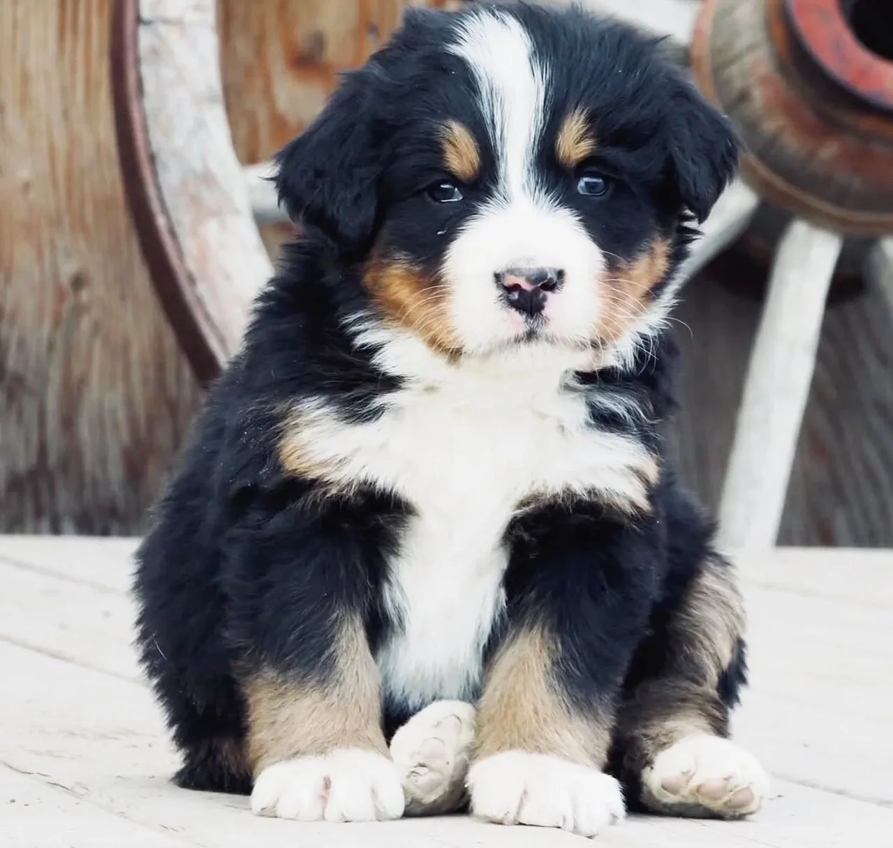 Adorable Bernese mountain dog puppy sitting on a wooden surface with a rustic wooden background.