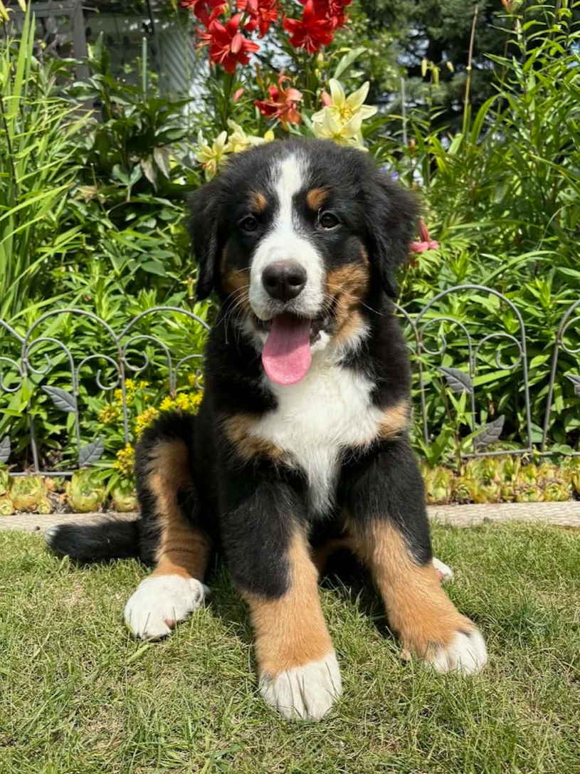 A happy, young, black, white, and tan puppy sitting outdoors on grass with a garden of colorful flowers and green plants in the background.