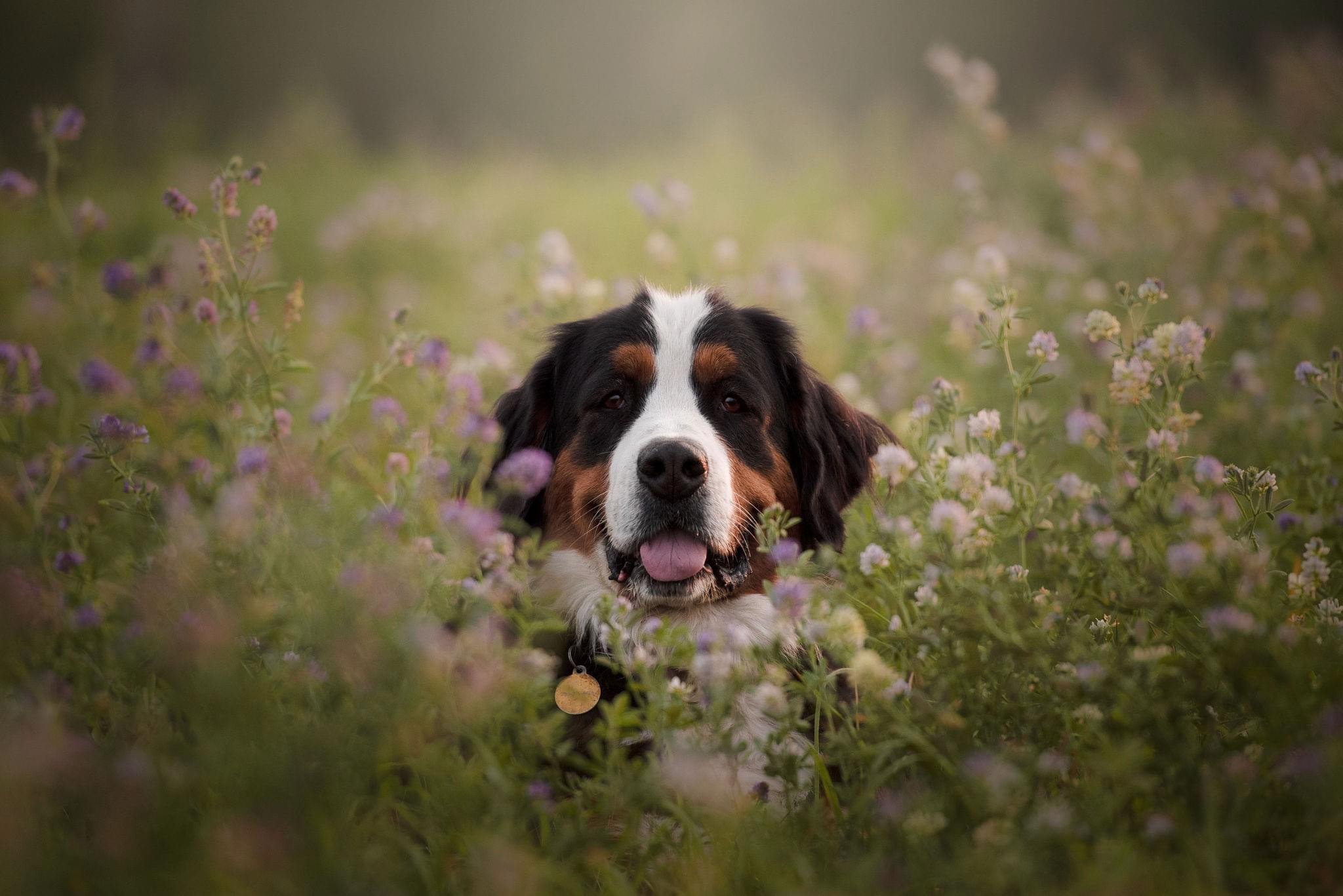 A Bernese mountain dog with a happy expression, tongue out, nestled among purple wildflowers in a field.