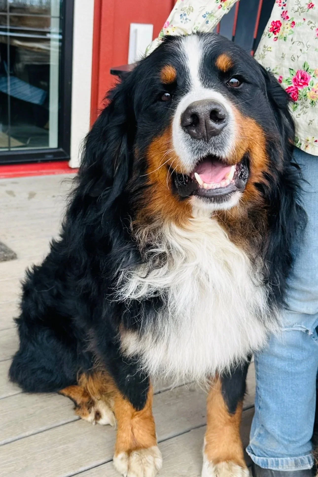 A happy Bernese Mountain Dog sitting on a wooden porch, partially beside a person wearing blue jeans and a floral shirt, with a screen door and red exterior wall in the background.