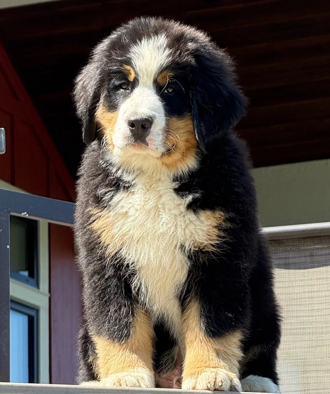 Cute Australian Shepherd puppy with black, white, and tan fur, sitting outdoors in sunlight.