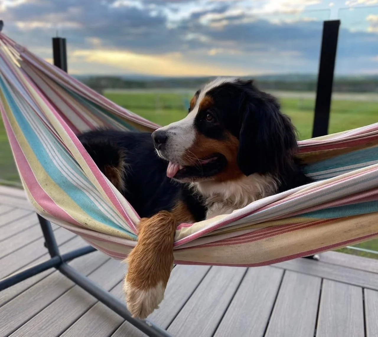 A Bernese Mountain Dog puppy lying in a colorful striped hammock on a wooden deck, with a scenic landscape of fields and a cloudy sky in the background.
