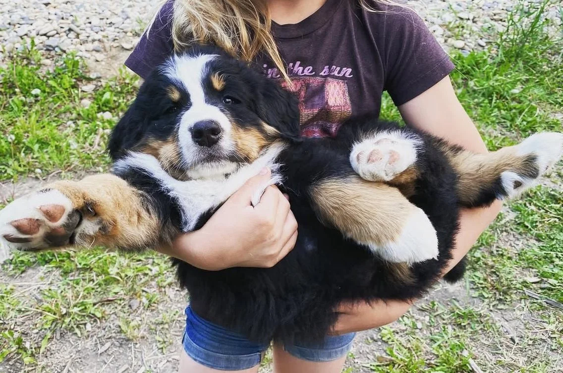 Person holding a tricolor Bernese Mountain Dog puppy outdoors on grass.