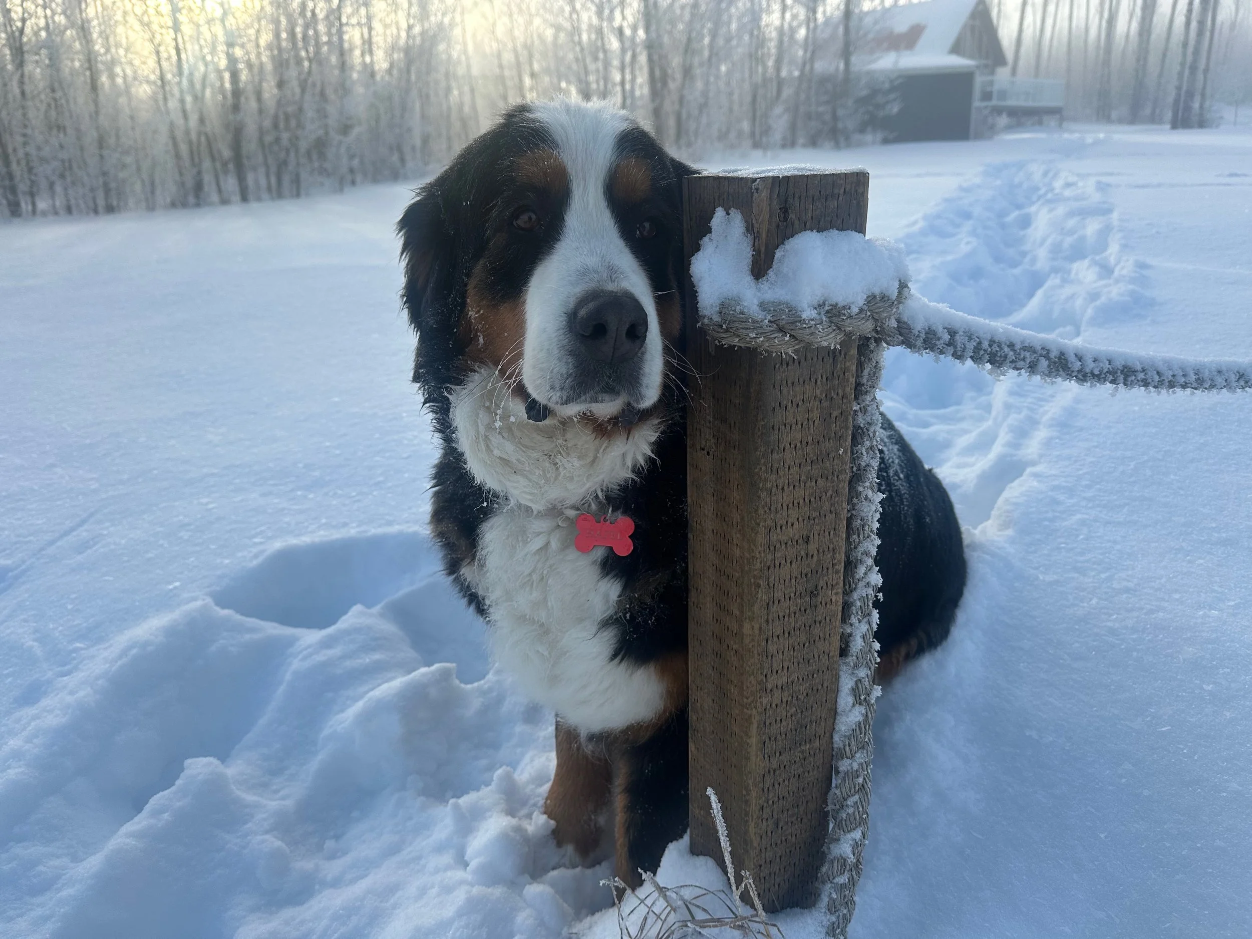 A large Bernese Mountain Dog sits in the snow, with its head resting on a wooden post and a snow-covered rope attached. The background features snow-covered ground, a line of trees, and a building, suggesting a winter outdoor setting.