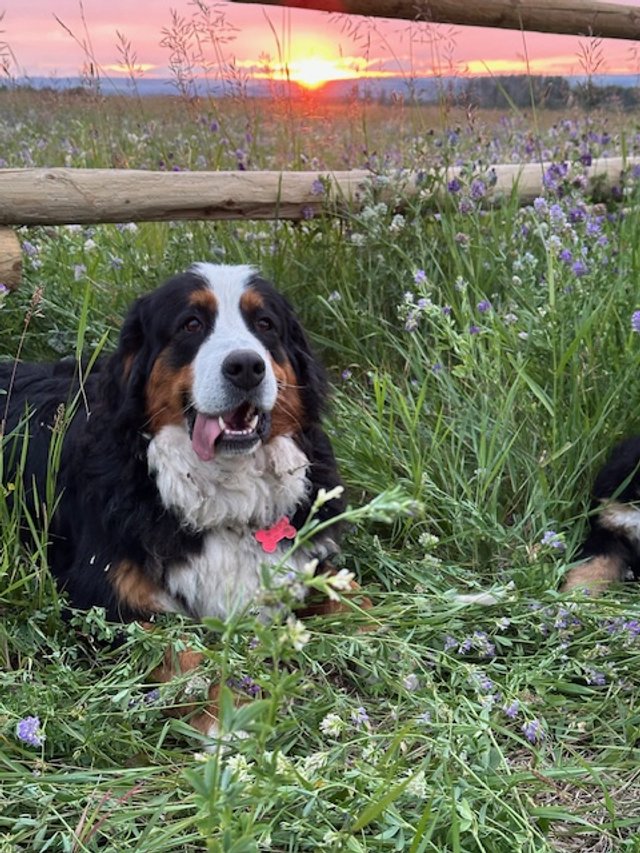 A happy Bernese Mountain Dog lying in a field of tall grass and purple flowers during a sunset.