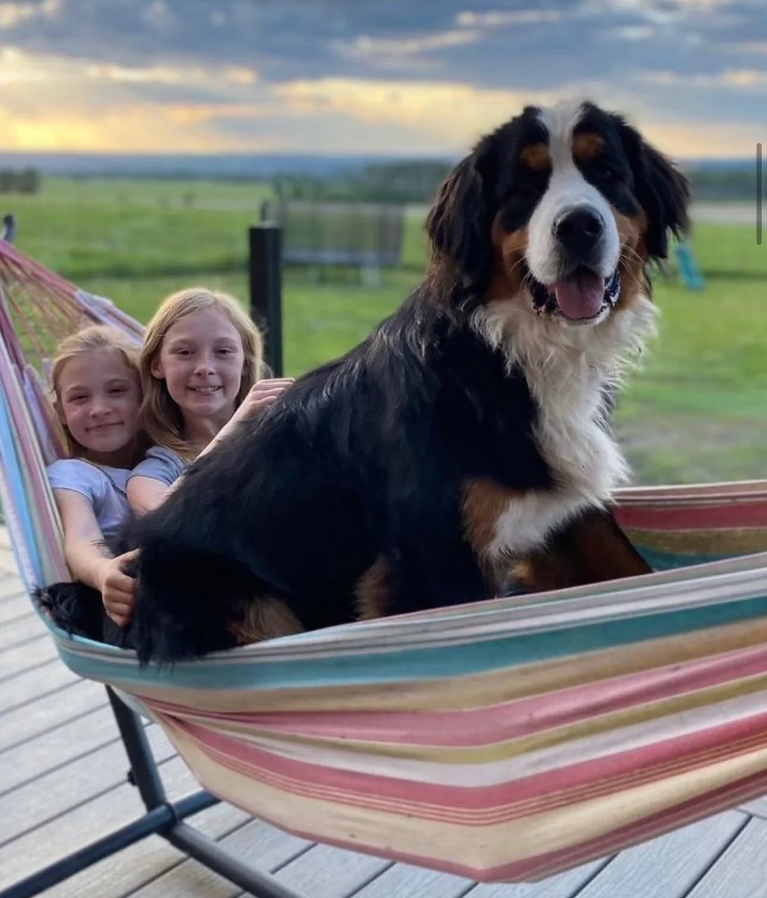 Two girls sitting in a hammock with a large happy dog in a green outdoor setting during sunset.