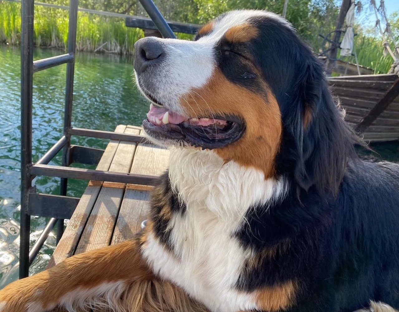 Close-up of a Bernese Mountain Dog with closed eyes, sitting by a lake on a wooden dock with greenery and trees in the background.