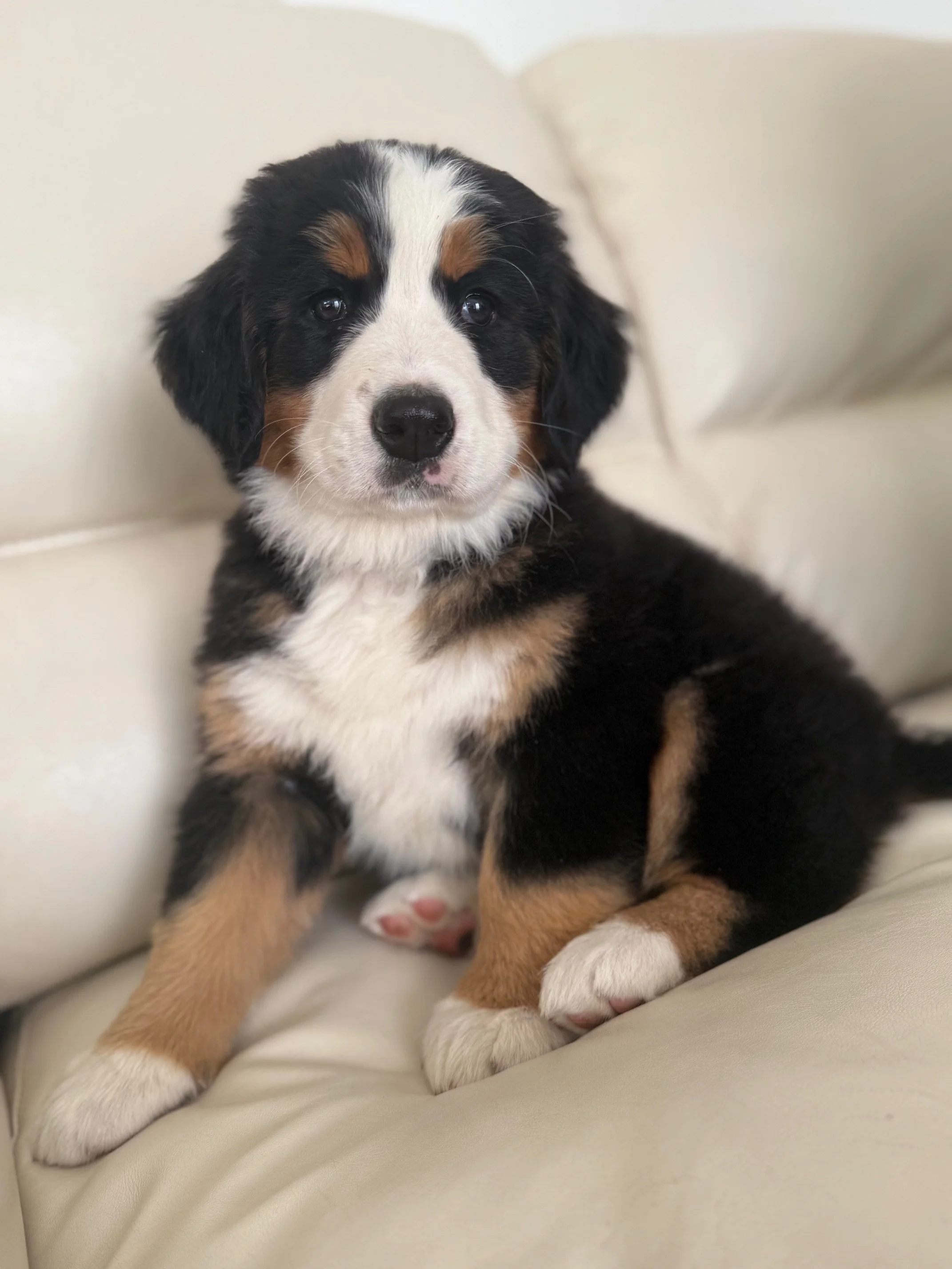A cute, young Bernese Mountain Dog puppy sitting on a cream-colored couch, looking directly at the camera with a calm expression.