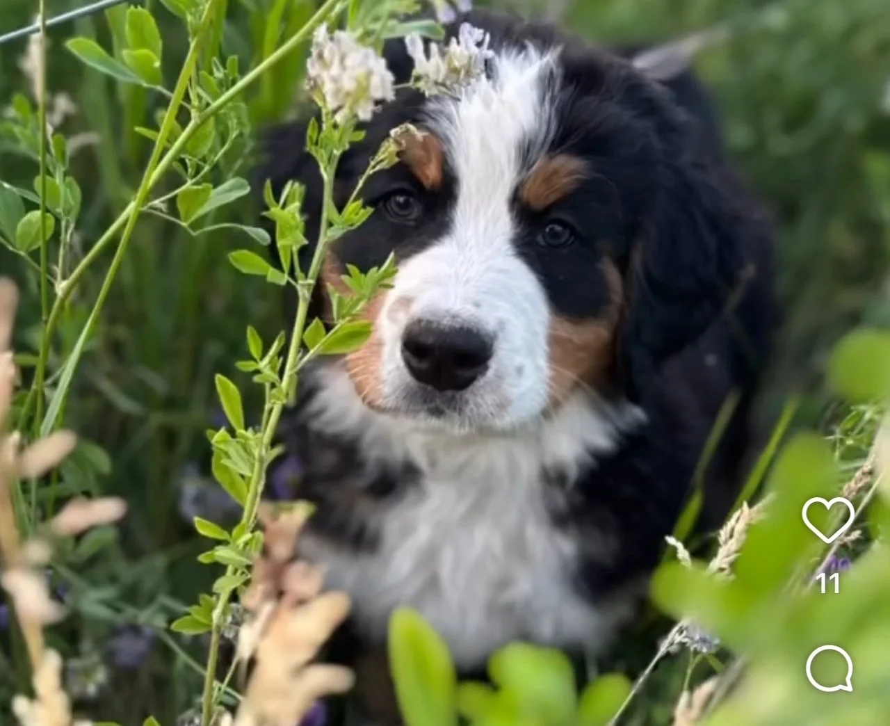 A Bernese Mountain Dog puppy among green plants and flowers, looking at the camera.
