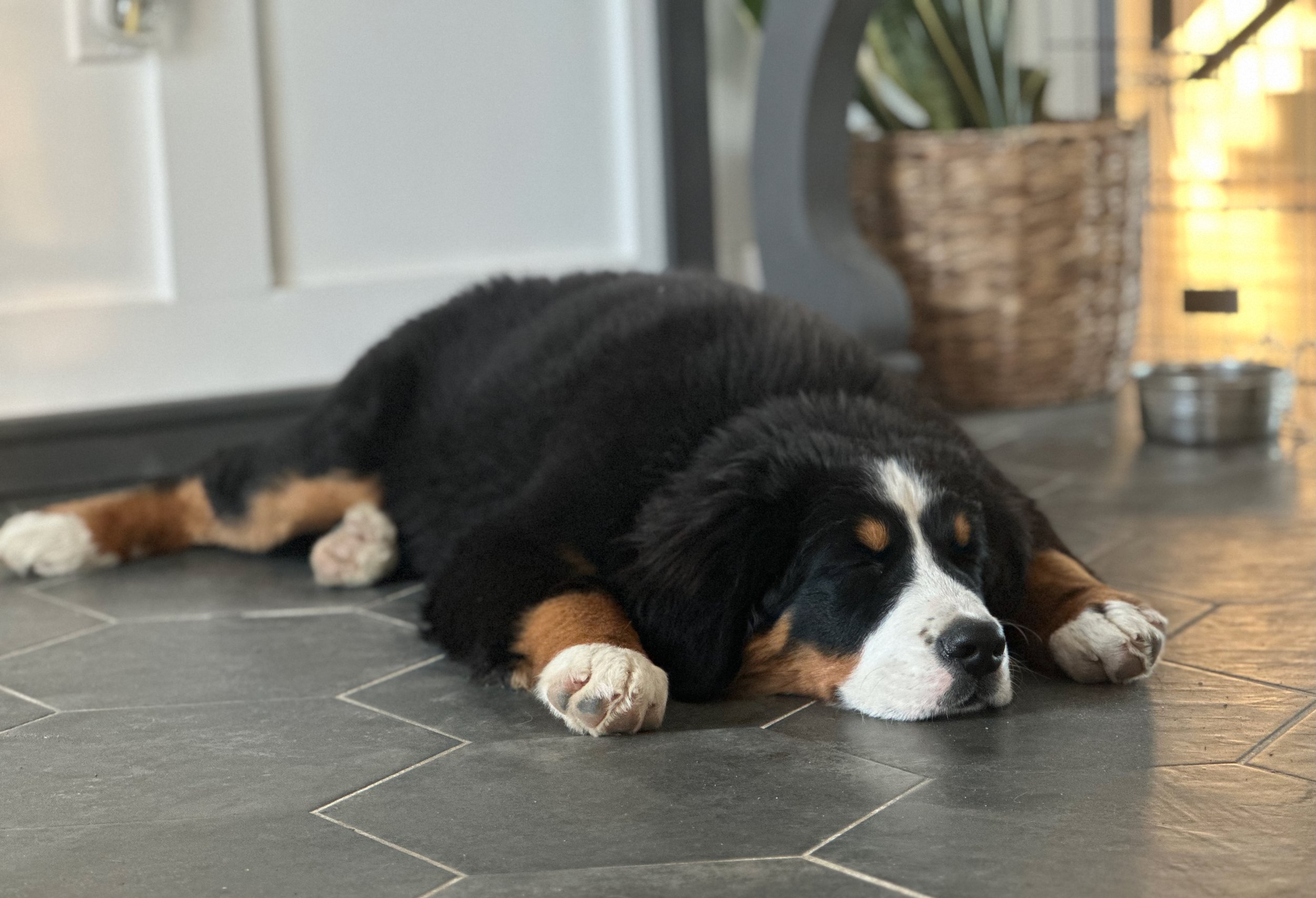 A Bernese Mountain Dog puppy is lying on a tile floor, sleeping with head resting on the ground and paws stretched out.