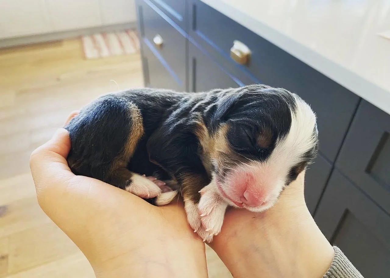 A tiny newborn puppy, with black, white, and tan fur, resting in a person's hand in a cozy indoor setting.