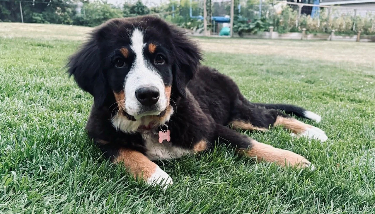 A tricolor Australian Shepherd puppy lying on green grass in a backyard.