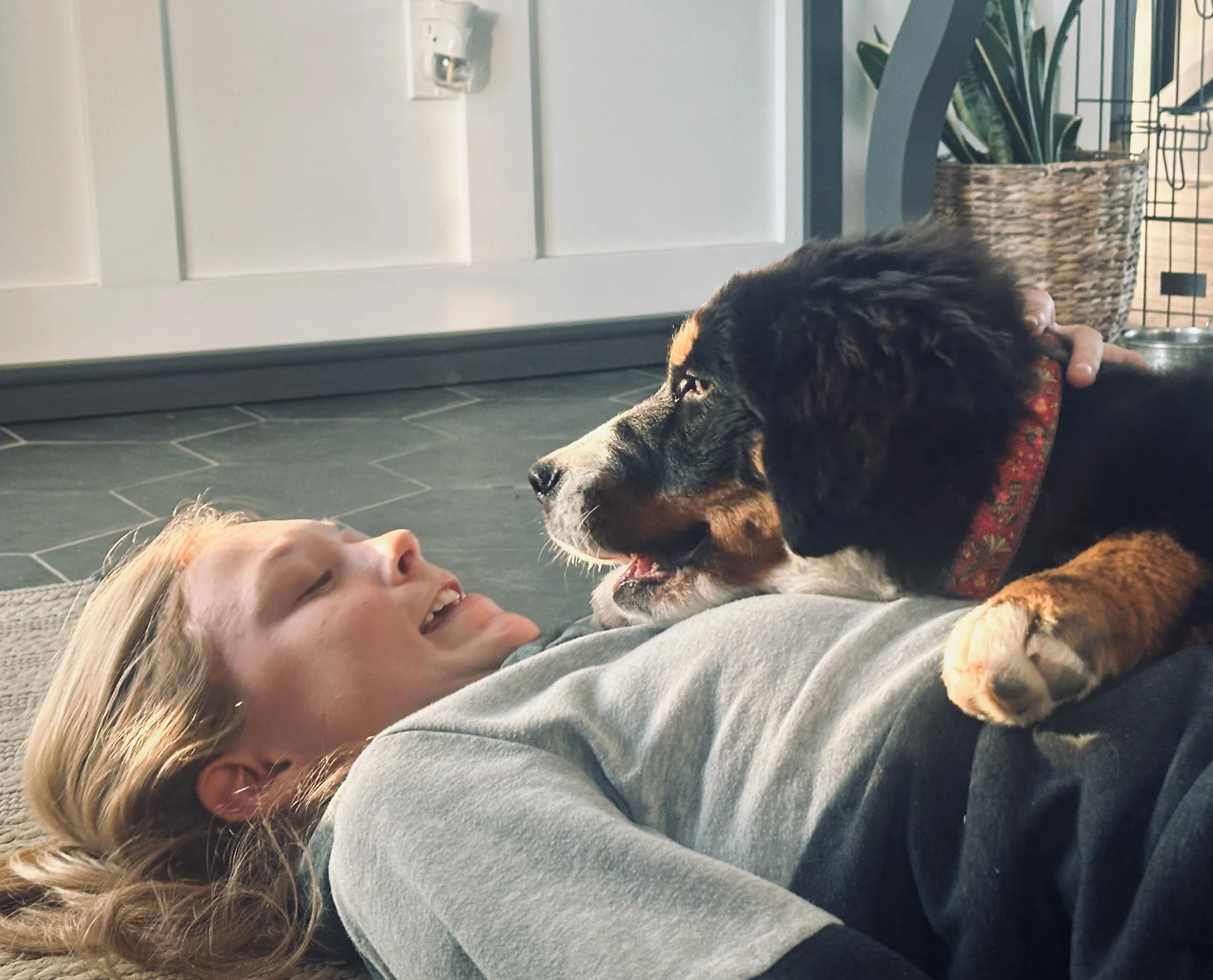 A woman with blonde hair lying on the floor and smiling, playing with a large Bernese Mountain Dog.