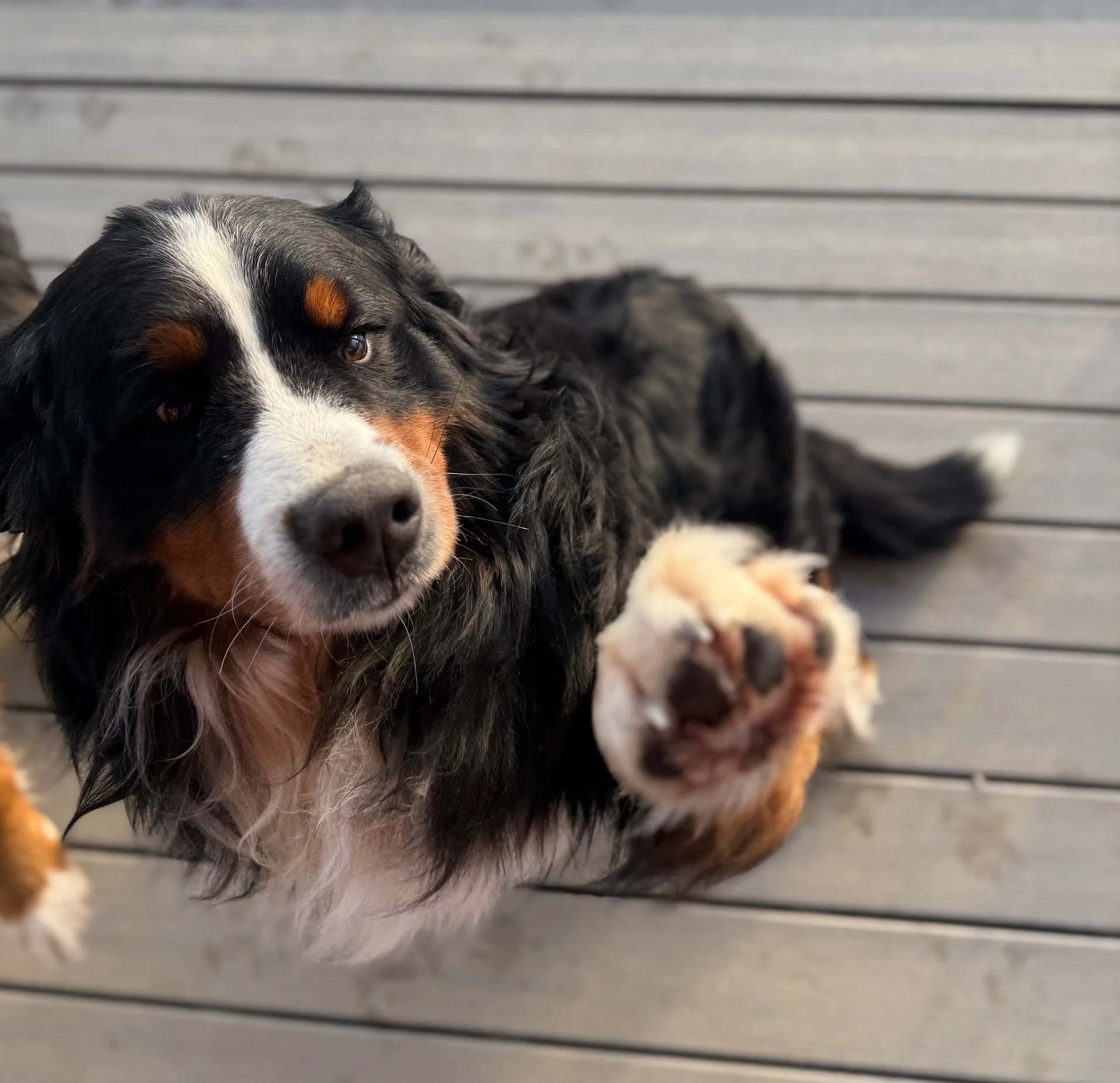 Close-up of an Australian Shepherd dog with a tri-color coat, lying on a wooden deck, looking at the camera with one paw raised.