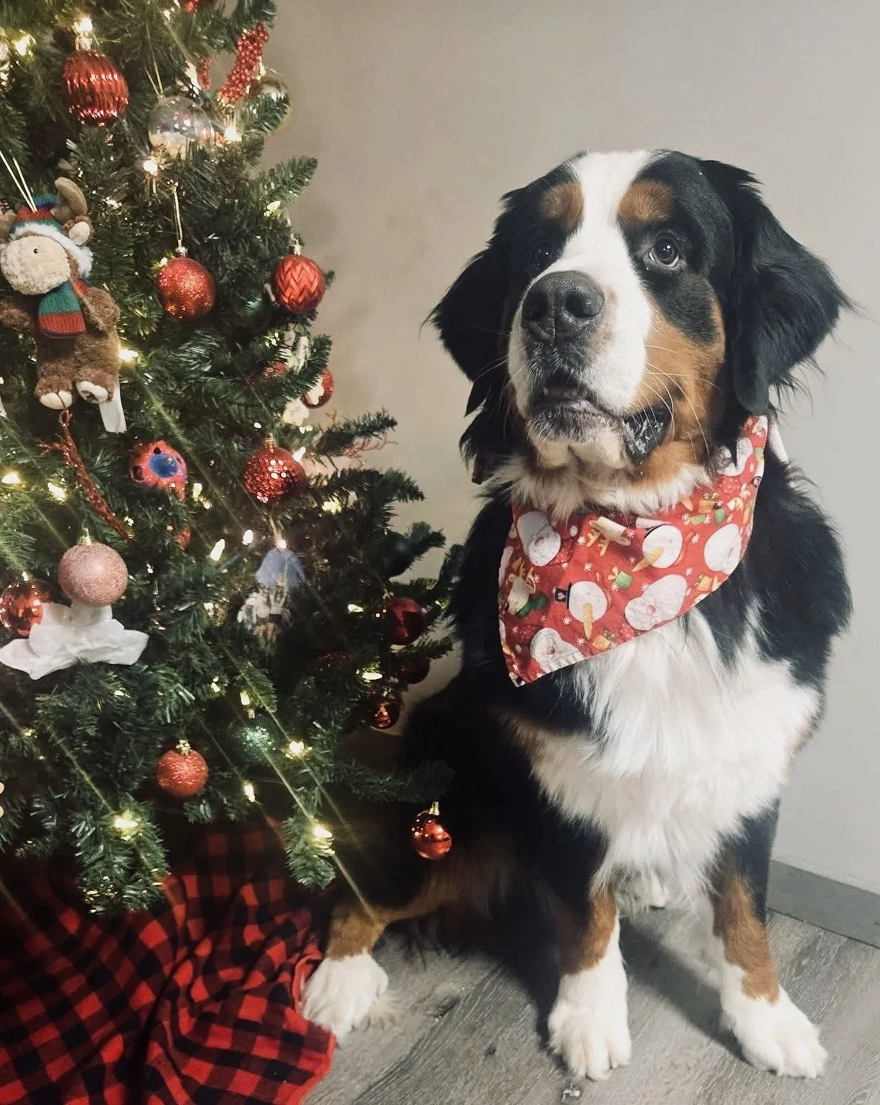Australian Shepherd dog wearing a red Christmas bandana sitting next to a decorated Christmas tree with ornaments and lights.