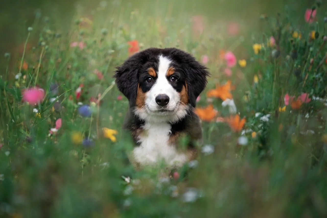 A young Australian Shepherd puppy with black, white, and tan fur sitting in a field of colorful wildflowers.