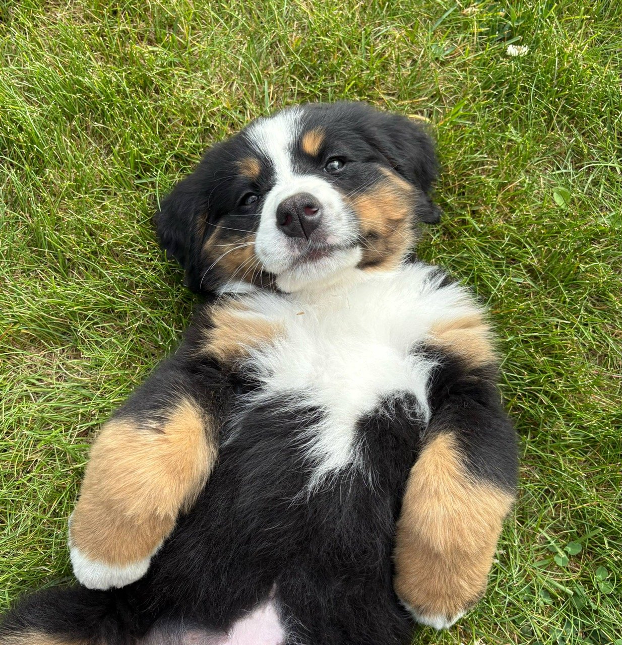 Adorable tricolor puppy lying on green grass with a relaxed and happy expression.