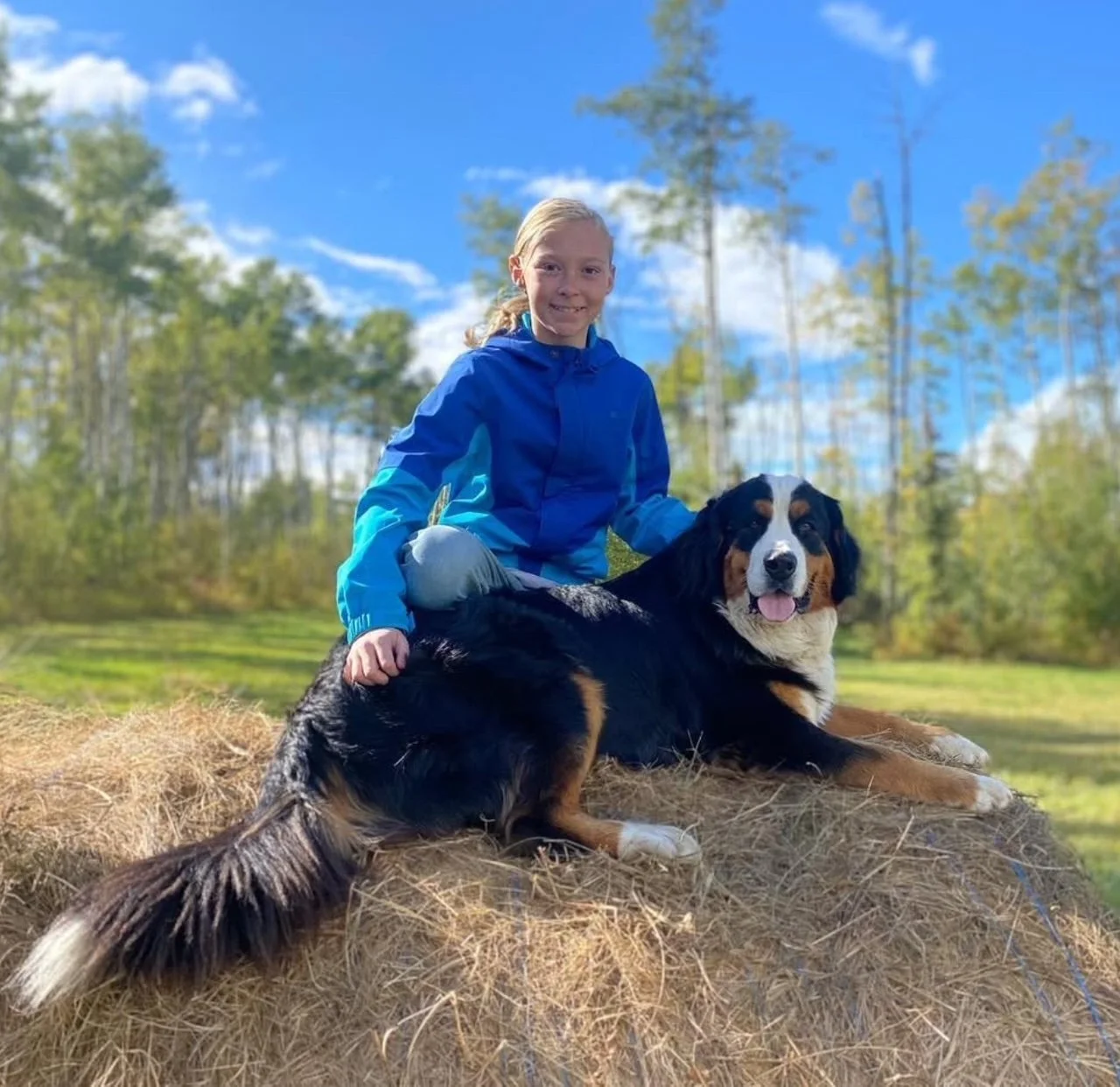 A girl in a blue jacket sitting on a hay bale with a large Bernese Mountain Dog outdoors under a bright blue sky with trees in the background.