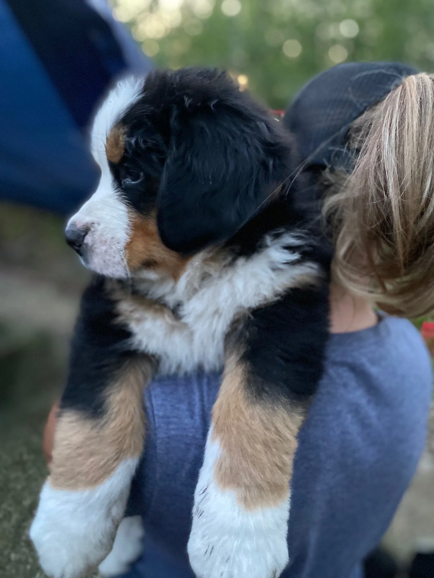 A person holding a black, white, and brown puppy outdoors during daylight.