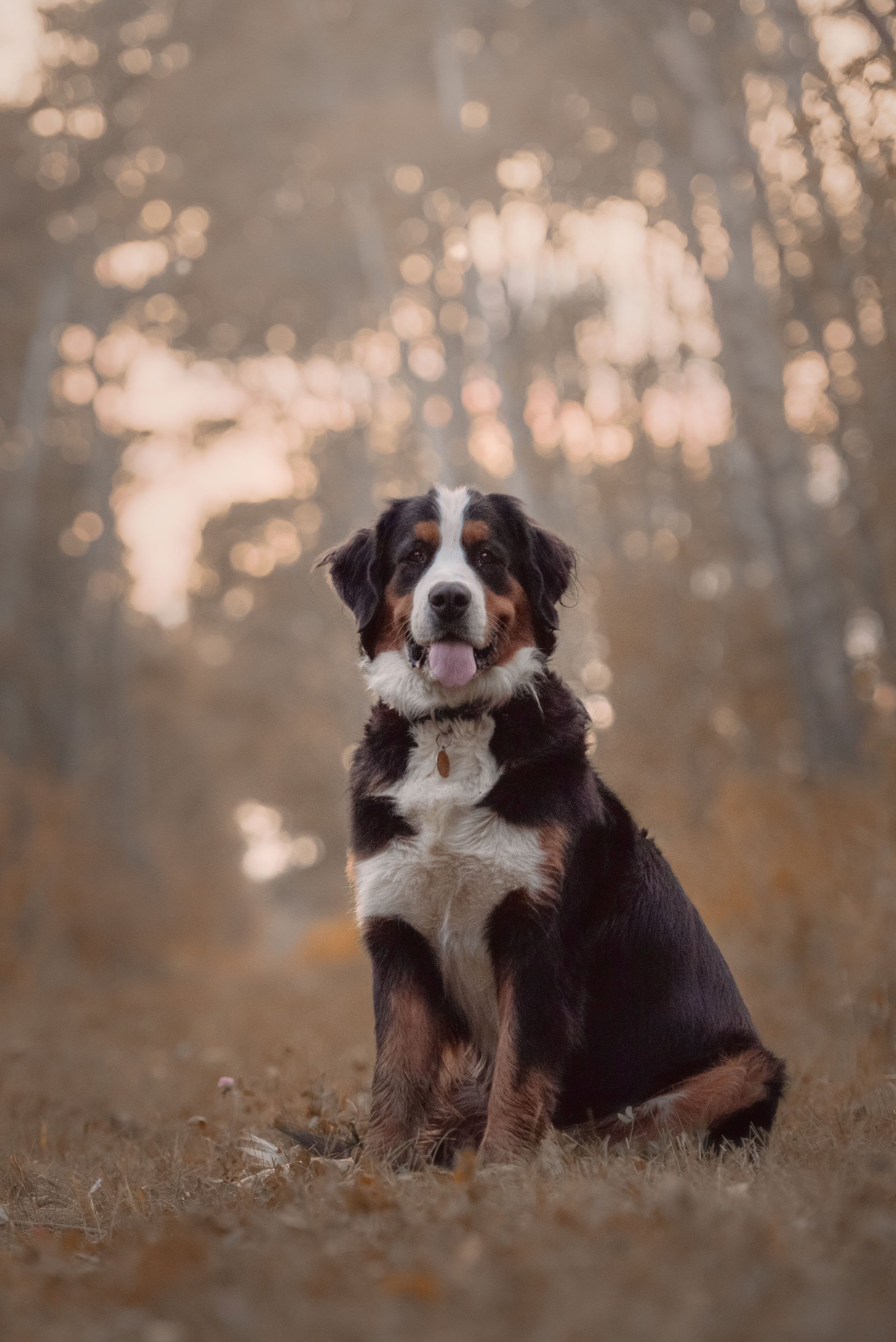 An Australian Shepherd dog sitting on grass in a wooded area during sunset with a blurred background of trees and bokeh lights.