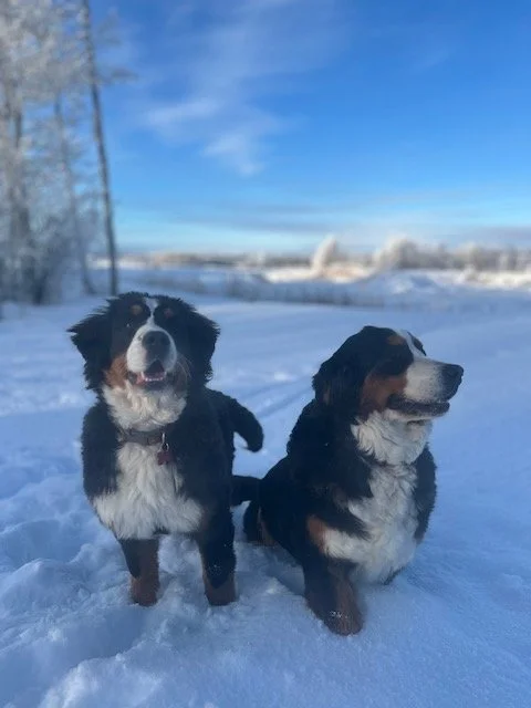 Two Bernese Mountain Dogs sitting in the snow outdoors, with a snowy landscape, trees, and a bright blue sky in the background.