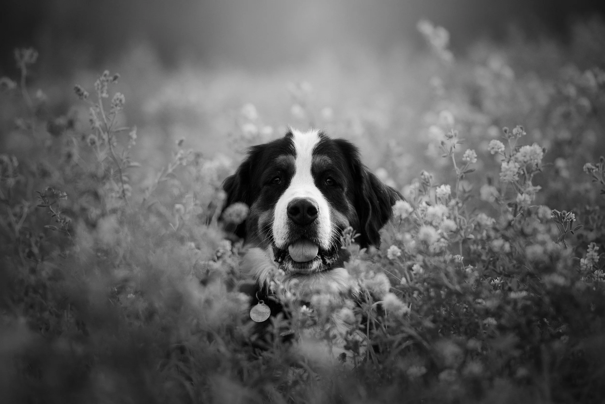 A dog with a black and white coat, lying among wildflowers in a field, looking at the camera with its tongue out.